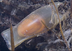 Dog fish egg case.He look's like he's doing alright! Nort... by Derek Haslam 